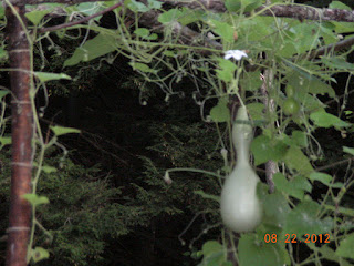 birdhouse gourd growing on rustic archway