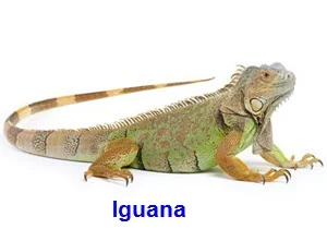 Iguana