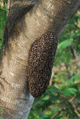 swarm of wild bees, Subic Bay, Philippines