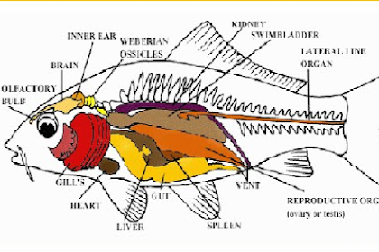 39+ Jurnal Anatomi Ikan Mas