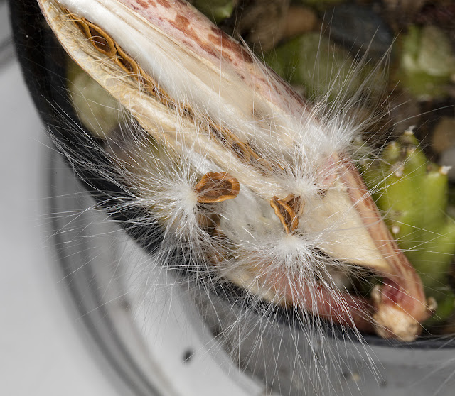 Stapelia variegata seeds emerging from their pod on my windowsill, 31 October 2015.