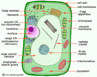 molecular biology: eukaryotic cell