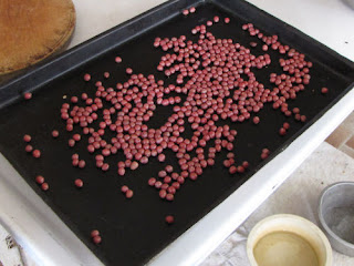 autumn olive berries on a tray