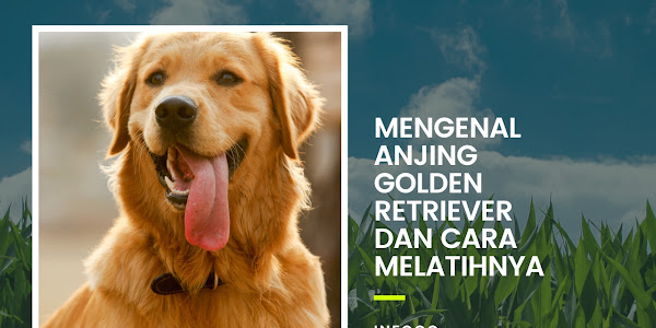 Mengenal Anjing Golden Retriever dan Cara Melatihnya yang Bisa Kamu Coba