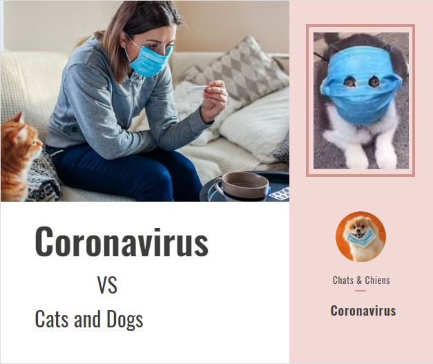 Est-il possible pour les chats et les chiens de transmettre ou d'infecté par le coronavirus