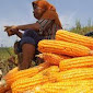 Harga Jagung Turun, Petani Dompu Bersuara     