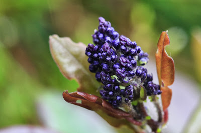 Monnina Inflorescence Immature [13.3211 S, 72.6468 W]