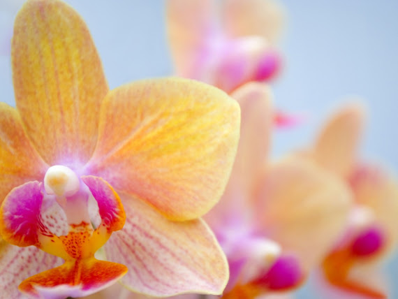 Orhideja besplatne pozadine za desktop 1024x768 free download