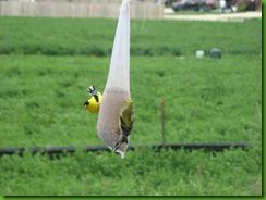 Goldfinches 3