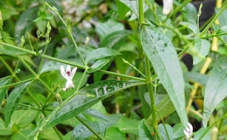 Tanaman Obat Penyakit Malaria Mengobati Paling Ampuh