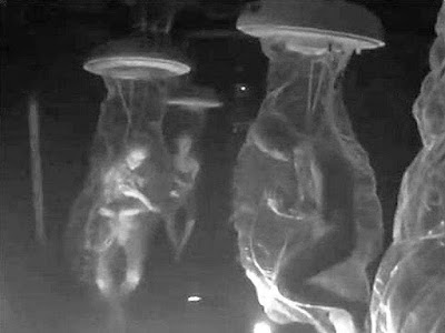 Base Dulce corpi di cloni alieni dentro vasche