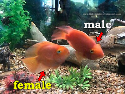 male and female parrot fish size