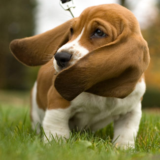 Basset Hound Puppies on Basset Hound Puppies Wallpapers And Dogs Pictures Images Photos