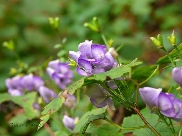 Aconitum japonicum