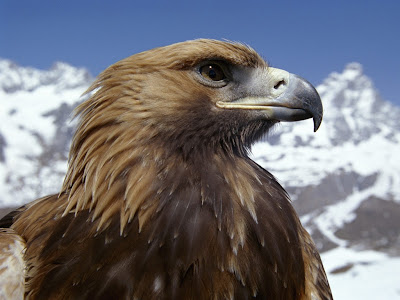 Eagle Standard Resolution HD Wallpaper 35