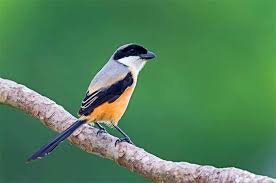 Harga burung rumahan