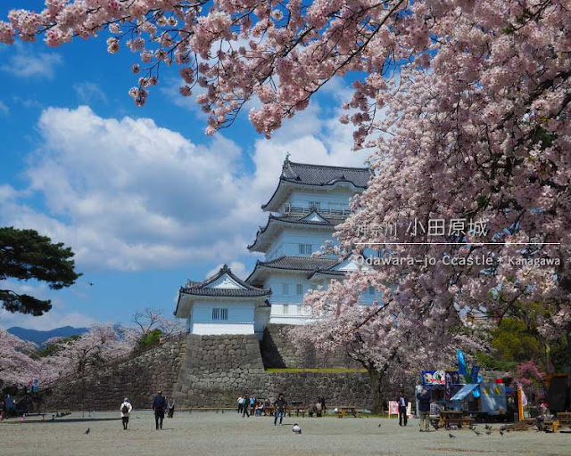 小田原城の桜：天守閣