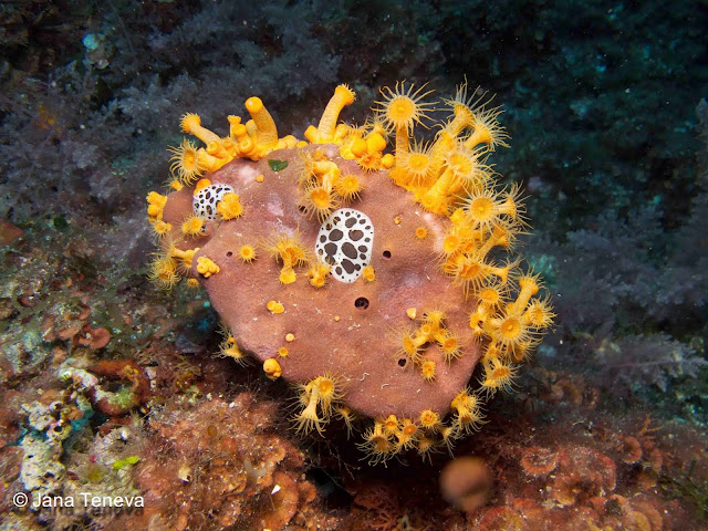 Sardinia Diving Nudibranches