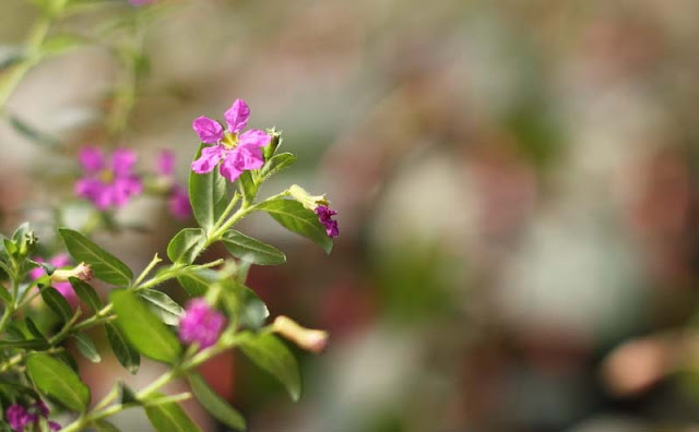 Mexican Heather Flowers Pictures