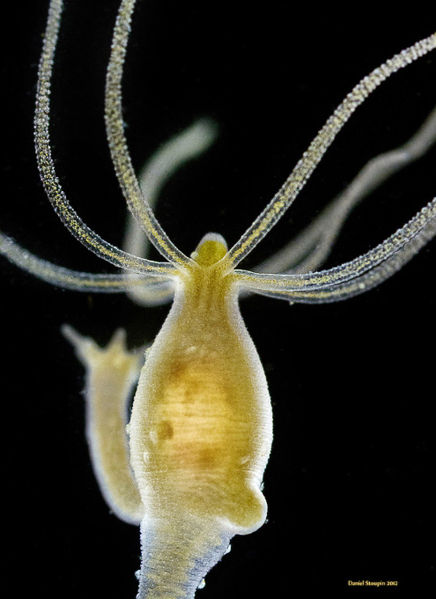 Filum Cnidaria  Coelenterata  Pengertian Ciri ciri 