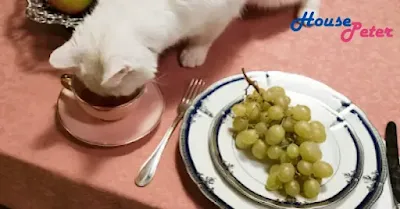 Wellness Cat Food