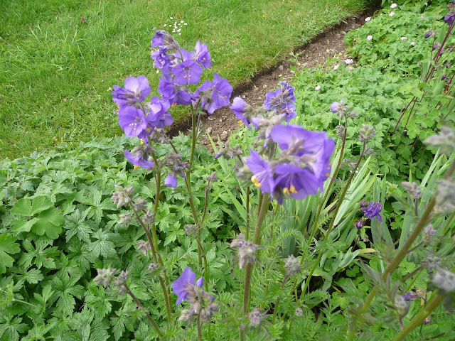 How to prune the herbaceous perennial Jacob's ladder Polemonium caeruleum