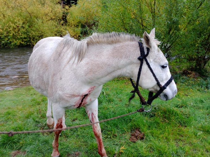 Otro hecho de crueldad humana que impacta a la comunidad de El Bolsón