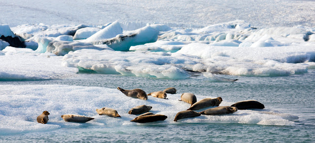 Glacier Lagoon at Jokulsarlon