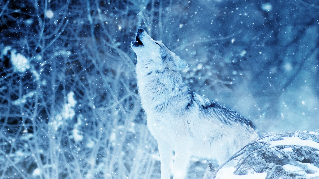 Wallpaper Wolf Predator Howl Photoshop