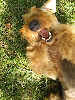 Airedale Nona rolling in the grass with a happy smile