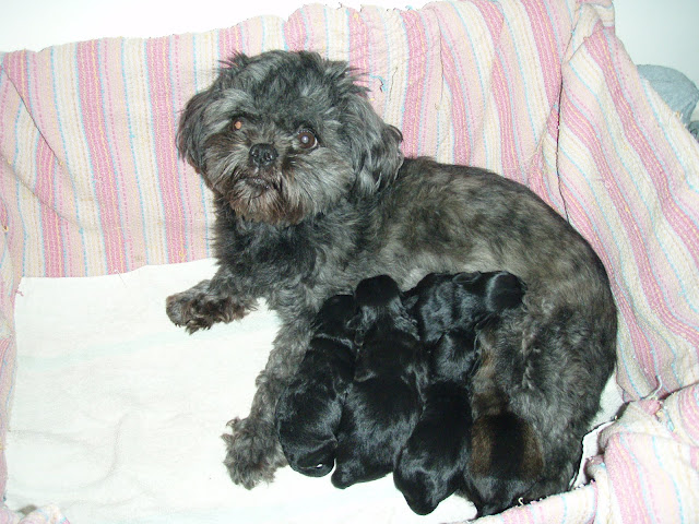 newborn puppies and mummy day one