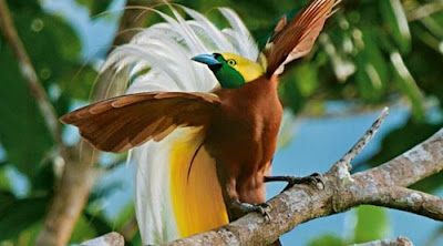 "Burung Cendrawasih (The Bali Bird of Paradise)"