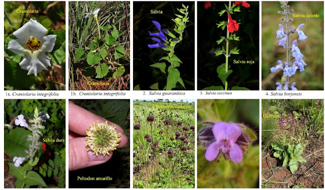 Estas son las aplicaciones para conocer los nombres de las plantas con una foto o imagen. plantnet y otras aplicaciones destacadas