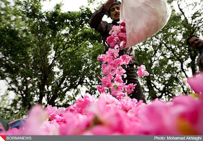 Festival of the favorite flower of the Prophet Muhammad