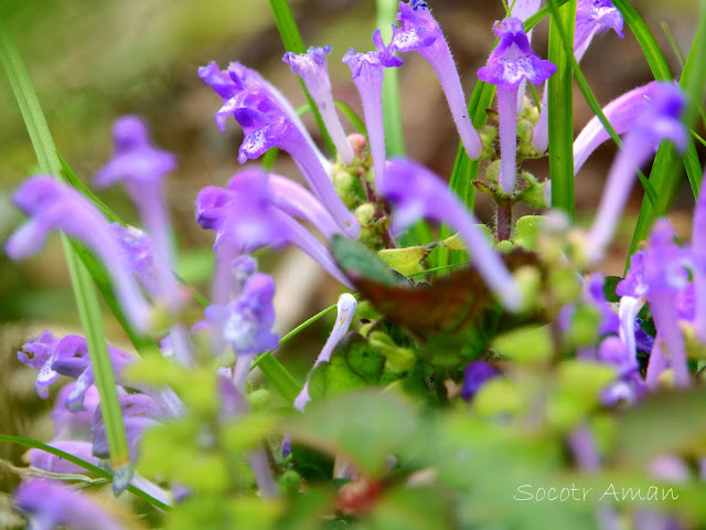 Scutellaria maekawae