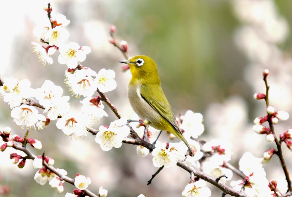 Yamasemi Web Blog 色々な場面でメジロ ｗｅ Can Watch The Japanese White Eye In Various Places