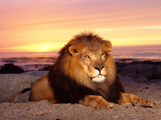 African lion