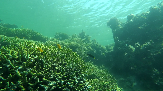 Keanekaragaman flora dan fauna di Laut Pulau Menjangan