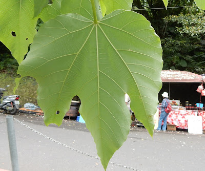 油桐的葉（背面）