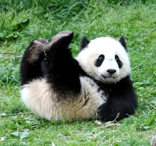 Foto de un oso panda de espalda