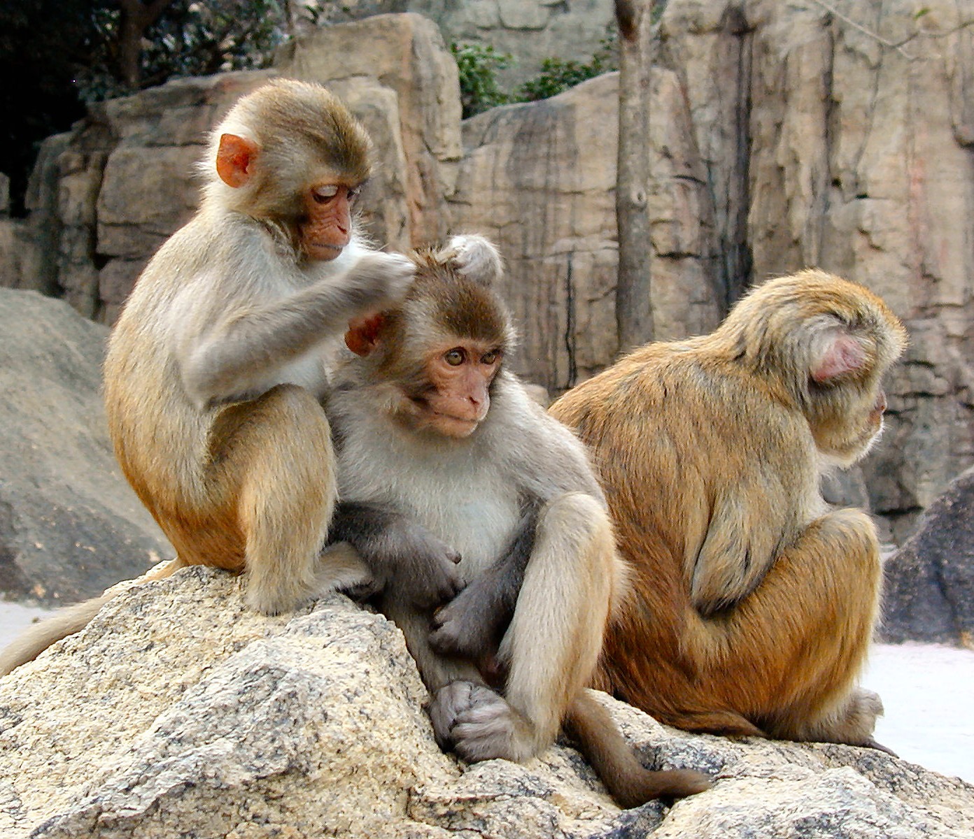 Top Gambar Meme Monyet  Kumpulan Gambar DP BBM