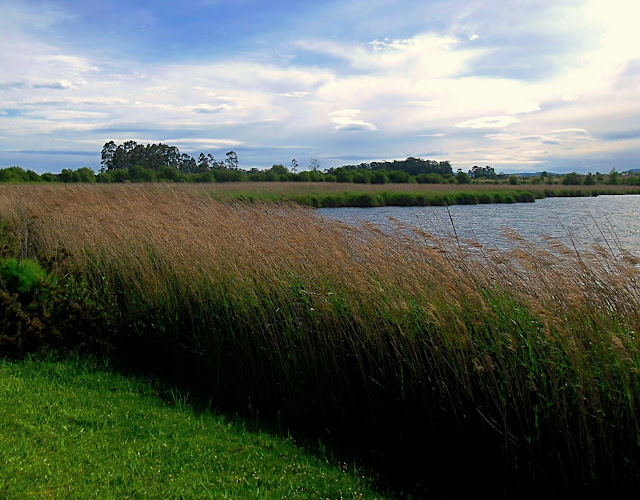 Reserva Marismas Blancas en Astillero