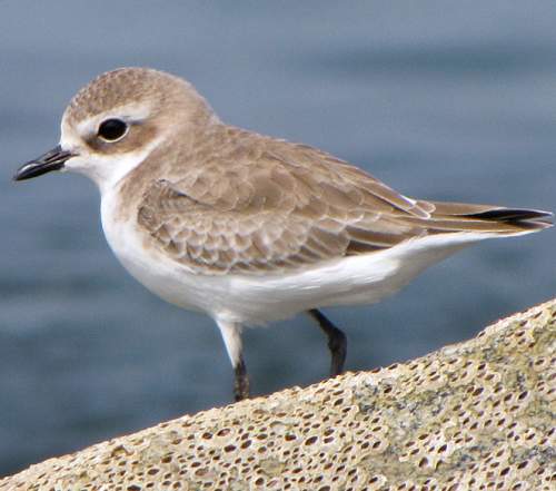 Charadrius alexandrinus