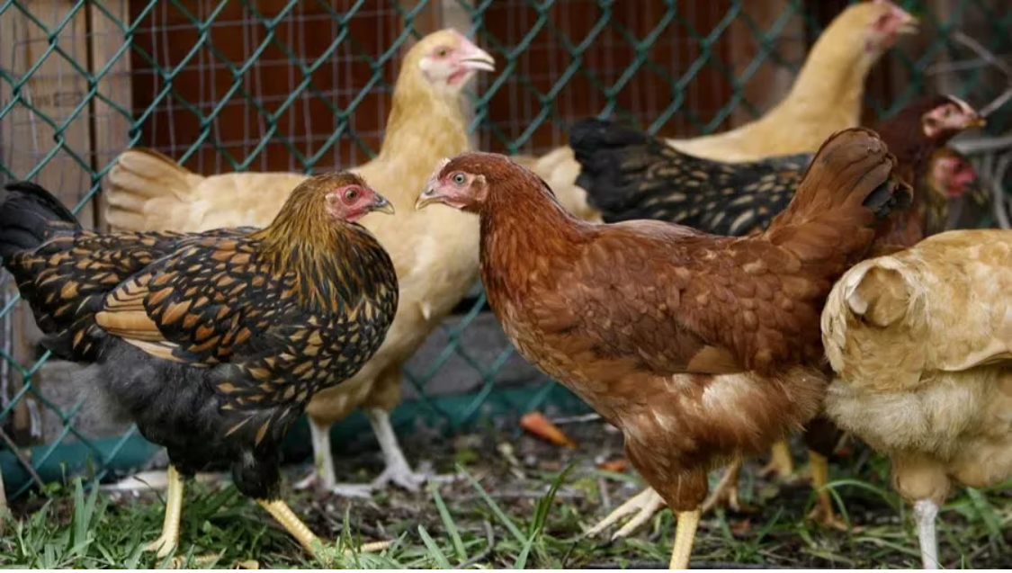 Backyard Chickens in Florida