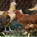 Florida Counties and Cities That Allow Backyard Chickens