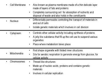 Animal Cell With Labels. wallpaper 2011 animal cell