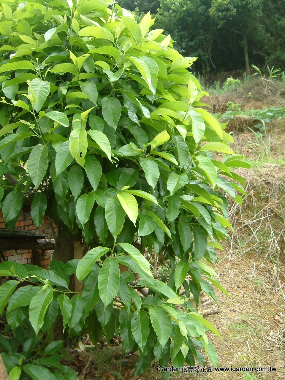 園藝達人栽培術 纖纖玉指 玉蘭花 園藝部落格 Igarden 花寶愛花園園藝文摘plus