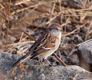 American Tree Sparrow, 11/24/10 Great Meadows - Concord