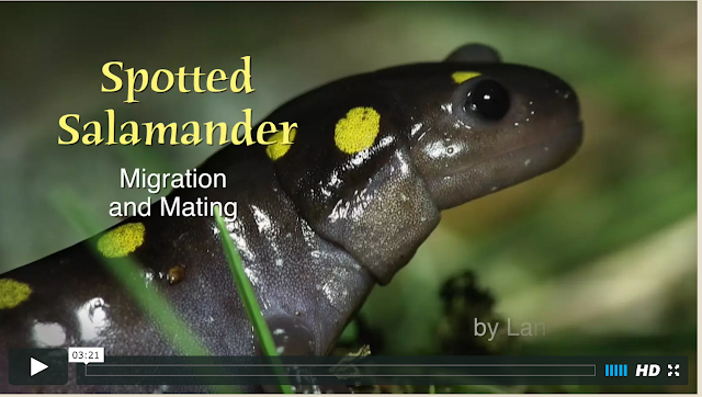http://langelliott.com/salamander-migration-extraordinaire/?mc_cid=6362fcf5b8&mc_eid=e5c6faa94f