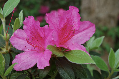 Azalea